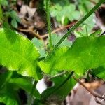 Cynoglossum germanicum Deilen