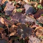 Heuchera micrantha Folha