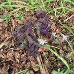 Oxalis triangularis A.St.-Hil.Leaf