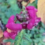 Antirrhinum majusFlower