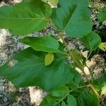 Commersonia bartramia Leaf