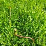 Taraxacum cucullatiforme Fula