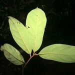 Aniba parviflora Лист