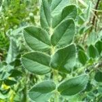 Astragalus exscapus Frunză