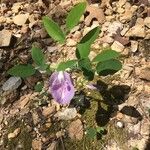 Clitoria mariana Flower