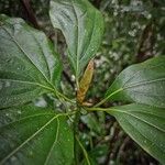 Neolitsea sericea Leaf