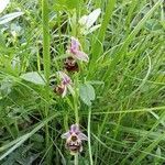 Ophrys holosericea Habit