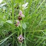 Ophrys holosericea आदत