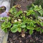 Plectranthus parviflorus Blad