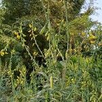 Crotalaria spectabilis Blomma