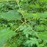 Rubus winteri Blad