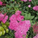 Spiraea japonicaফুল