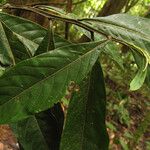 Ocotea longifolia Leaf