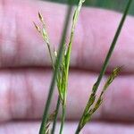 Juncus inflexus Flower