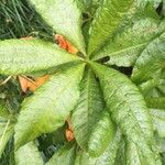 Rhododendron calendulaceum Blatt