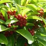 Ficus mutabilis Frucht