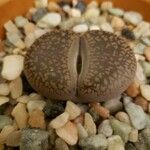 Lithops pseudotruncatellaFoglia