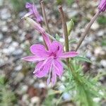 Epilobium dodonaeiFlor