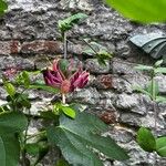 Lonicera etrusca Цветок