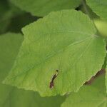 Malvaviscus arboreus Leaf