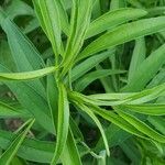 Coreopsis tripterisBlad