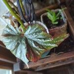 Begonia aconitifolia Blad