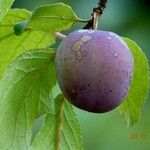 Prunus domestica Fruit