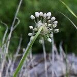 Allium denudatum Květ