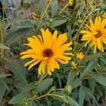 Helianthus × laetiflorusŽiedas