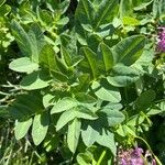 Astragalus frigidus Blatt