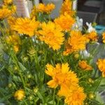 Coreopsis grandiflora Blomst