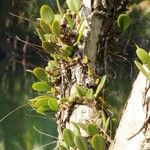 Bulbophyllum contortisepalum Hoja