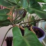 Philodendron erubescens Φύλλο