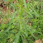 Conyza bonariensis 叶