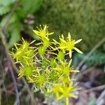 Petrosedum rupestre Кветка