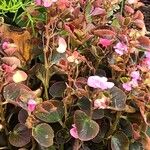 Begonia cucullata 叶