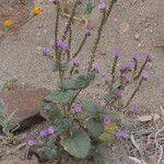 Phacelia calthifolia Habitatea