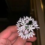 Allium canadense Λουλούδι
