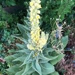 Verbascum densiflorum葉