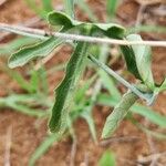 Corallocarpus epigaeus Folio