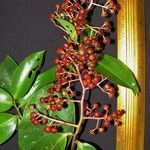 Ardisia compressa Other