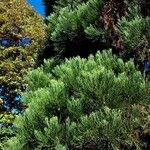 Sequoiadendron giganteum Leaf