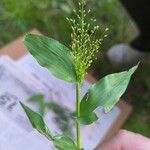Panicum trichoides Leaf