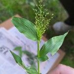 Panicum trichoides Blatt