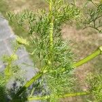 Visnaga daucoides Leaf