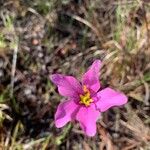 Sabatia grandiflora