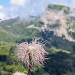 Pulsatilla alpinaКветка