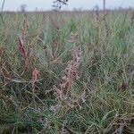 Atriplex pedunculata 整株植物