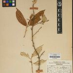 Elaeagnus caudata Otro