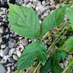 Rubus hispidus Leaf